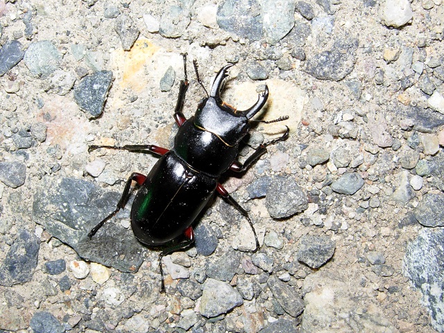 �A�J�A�V��