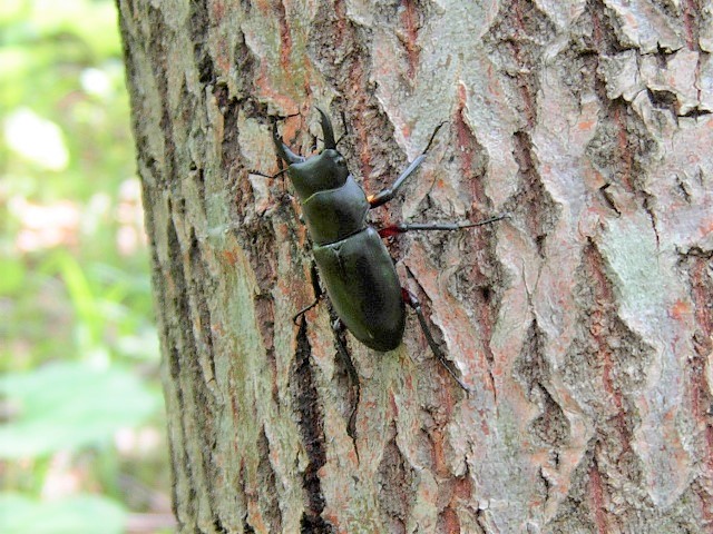 �A�J�A�V��