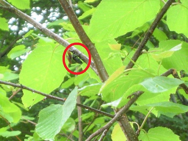 �A�J�A�V��