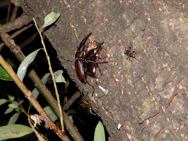 �m�R�M���y�A