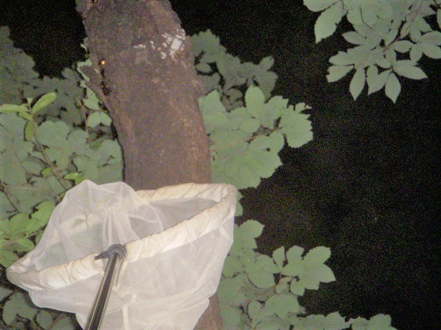 �����Ƀm�R�M��