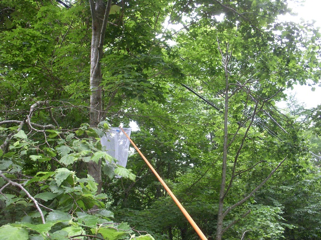 �A�~�ŋd��