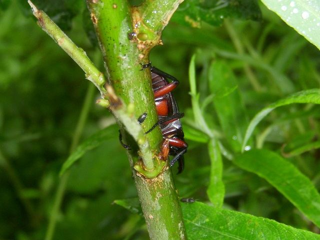 �A�J�A�V��