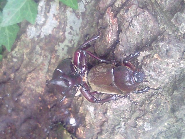 �J�u�g�y�A