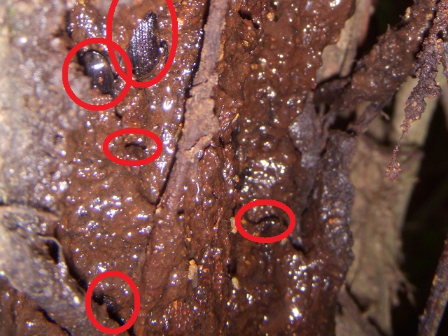 �l�u�g�~5��