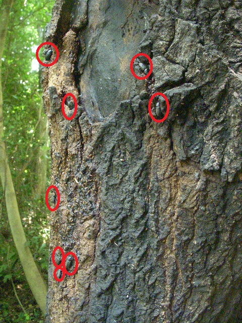 �l�u�g�~8��