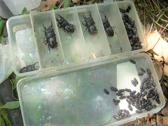 �q���^�E�l�u�g�������ς�