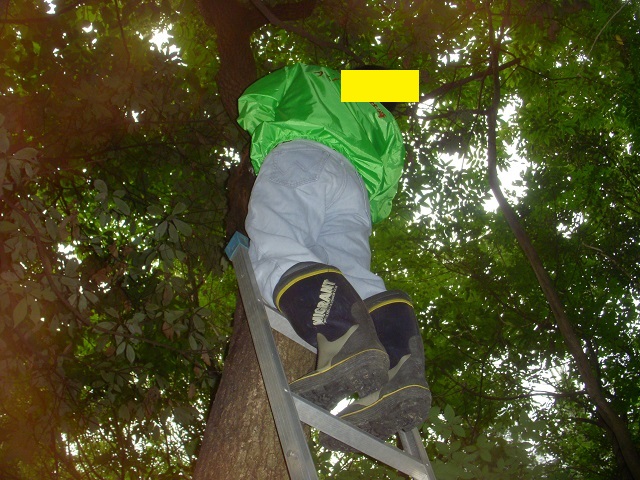 ���傤����񂳂�