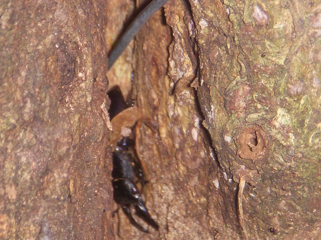 �q���^���X�|�[�N1�{�ŏo��