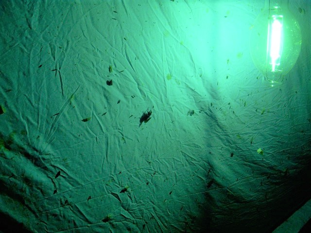 �A�J�A�V��