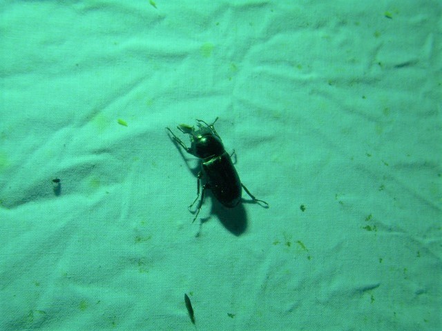 �A�J�A�V��