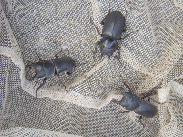 �q���I�I�A�����؂��3��!