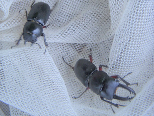 �A�J�A�V1�y�A