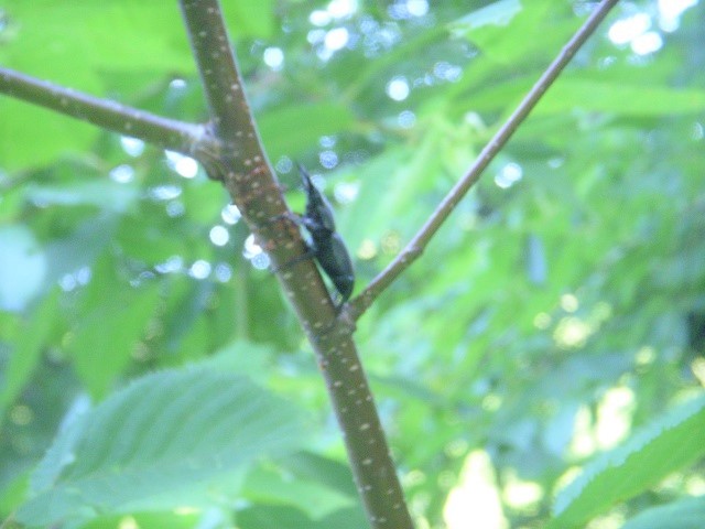 �J���o�ɕt���q���I�I��