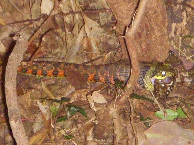 ���}�J�K�V�̂��H����^^;