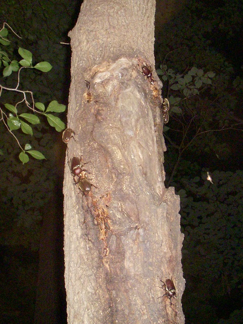 �J�u�g�������ς�