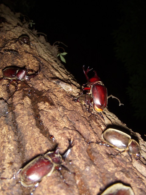 �J�u�g�������ς�