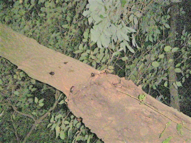 �J�u�g�������ς�