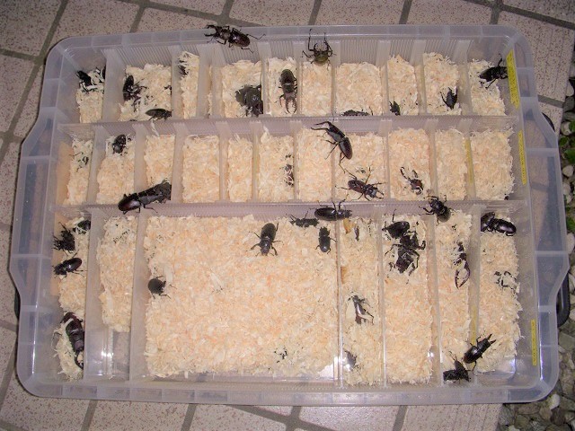 ���킪�������T�J