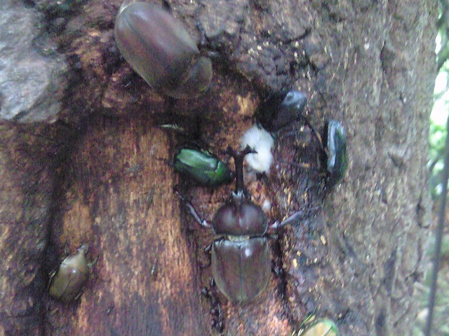 �J�u�g�y�A