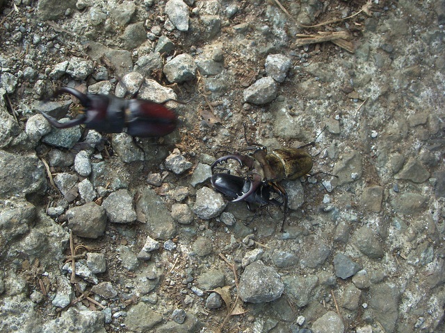 �q���^�E�~���}�E�m�R�M��