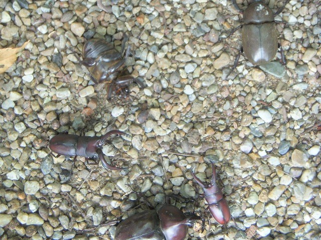 �m�R�E�J�u