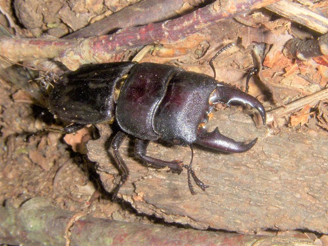 �q���^����������o�����Ƃ���