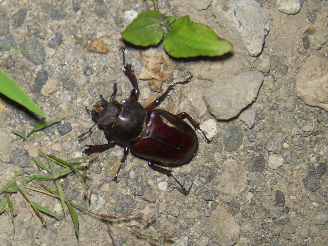 ��1���̓~���}��