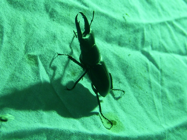 �A�J�A�V��