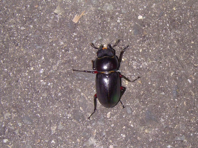 �A�J�A�V��