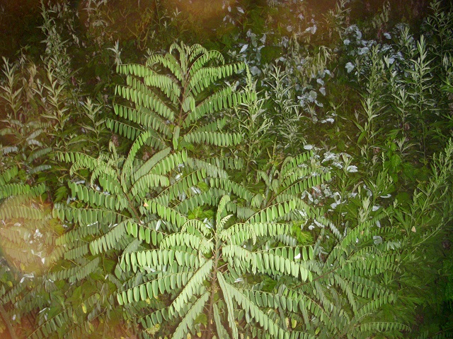 ��ɂȂ�Ɨt���ς������Ⴄ?