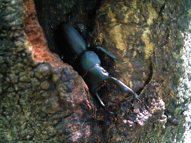 ���o���āA����ς�R