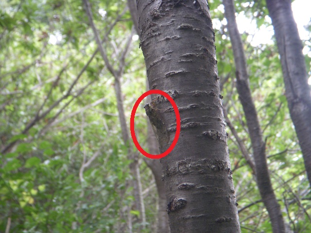 �~���~���[�~