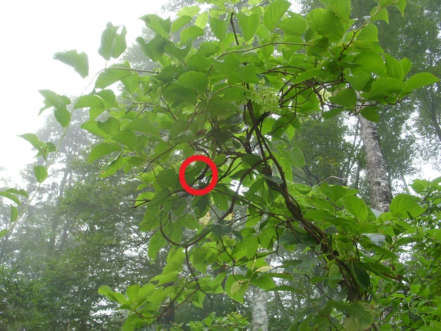 �q���I�I��