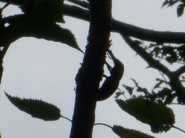 �[���̒��̃q���I�I��