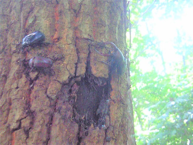 �m�R�M���y�A+�J�u�g��+�J�i�u��