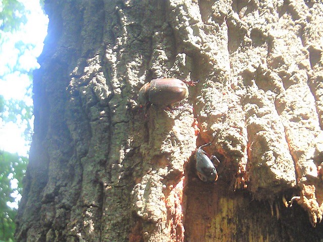 �m�R�M����+�J�u�g��