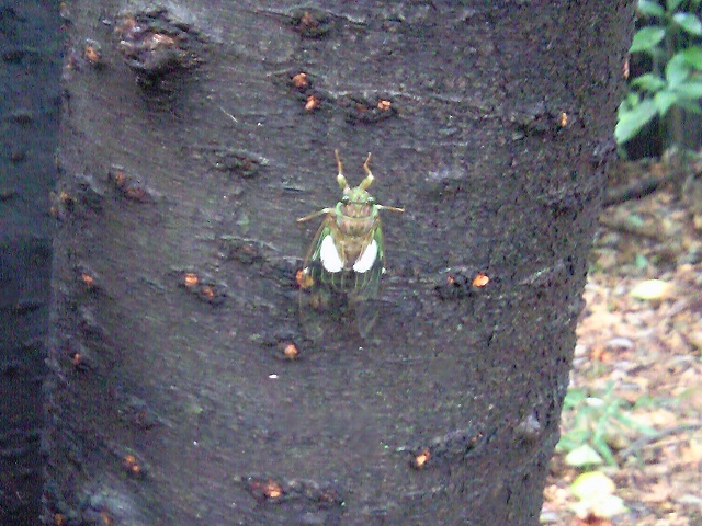 �~���~���[�~