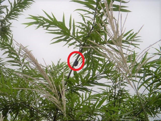 �q���I�I�y�A