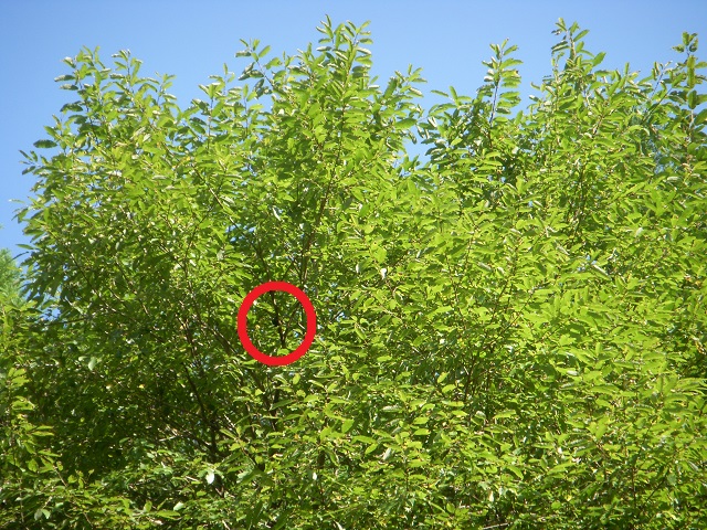 �N������̒k���ƃq���I�I������炵��^^;