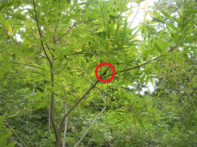 �q���I�I��