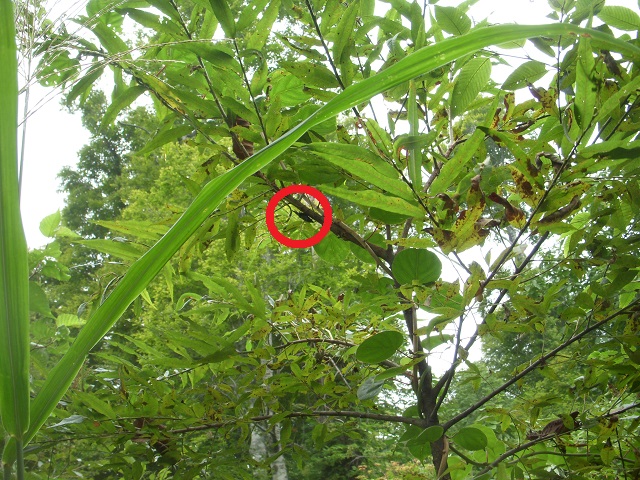 �q���I�I��