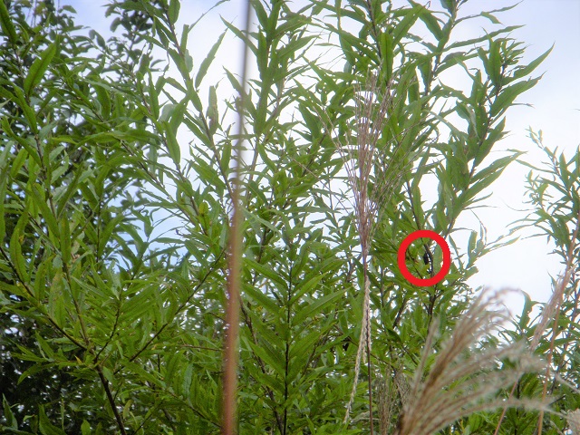 �q���I�I��