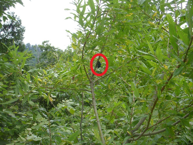 �q���I�I�y�A