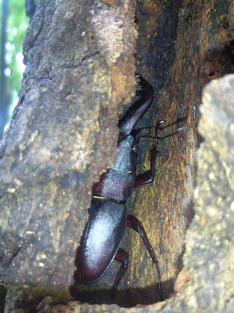 ��Ɠ����m�R�M����