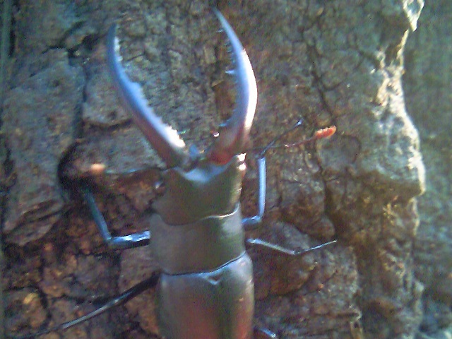 ��Ɠ����m�R�M����