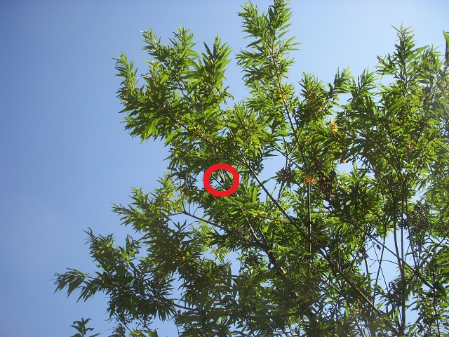 �q���I�I�y�A���Ƃ��������^^;