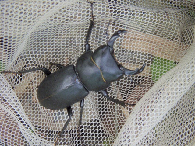 �q���I�I��