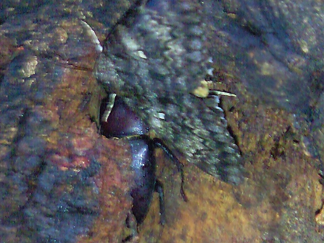 ���ǂ����ǃm�R�M����