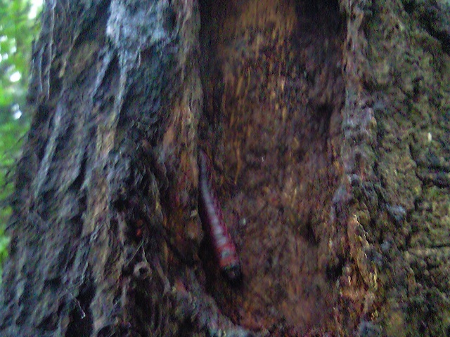 �{�N�g�E�K?�̗c��